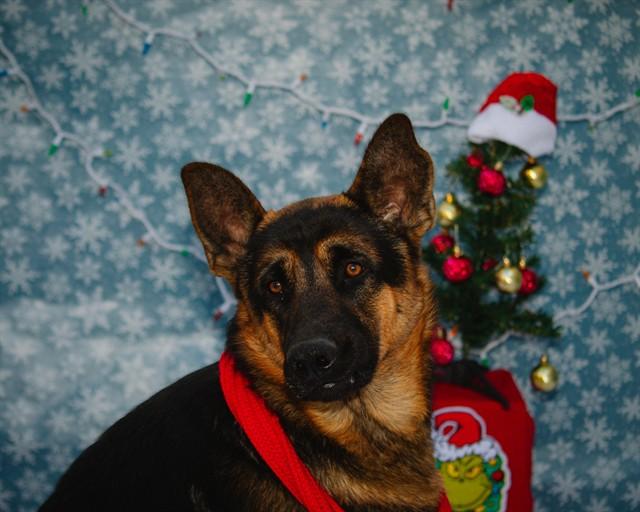 VALOR, Adoptable, Young Male German Shepherd Dog.