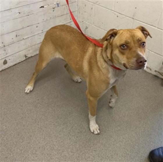Enlarge CLEMENTINE, a Adoptable mixed breed in San Bernardino, CA image 1/1