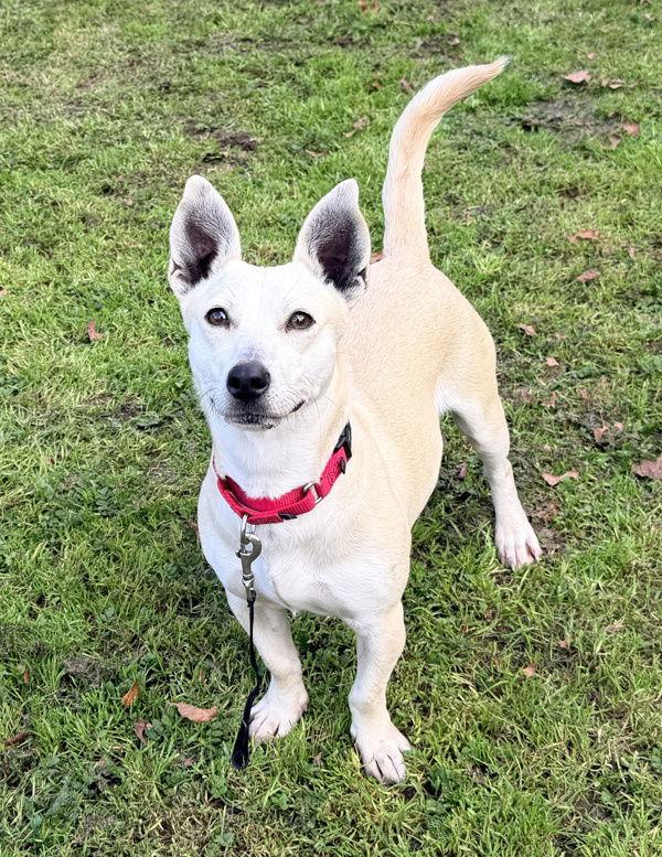 Enlarge Olga 308974, a Adopted mixed breed in Petaluma, CA image 1/2