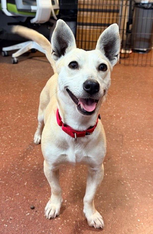 Enlarge Olga 308974, a Adopted mixed breed in Petaluma, CA image 2/2