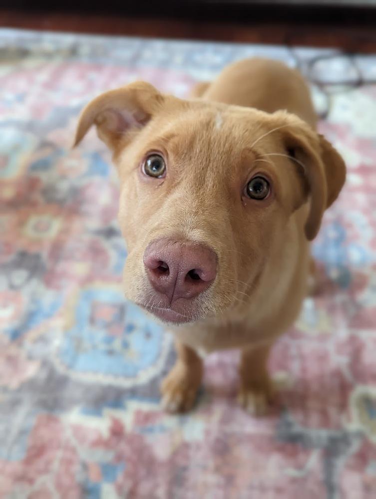 Greg, Adoptable, Adult Male Labrador Retriever.