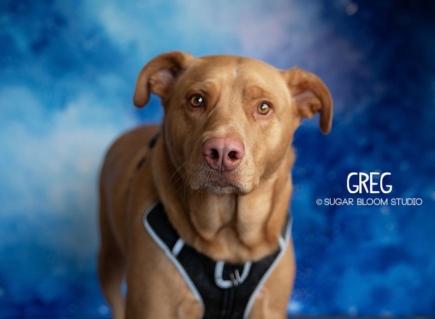 Enlarge Greg, a Adoptable mixed breed in Littleton, CO image 2/6