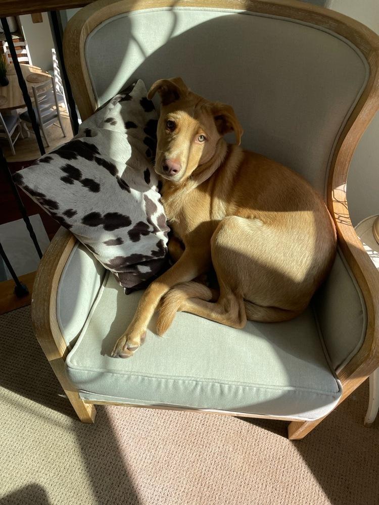 Enlarge Greg, a Adoptable mixed breed in Littleton, CO image 3/6