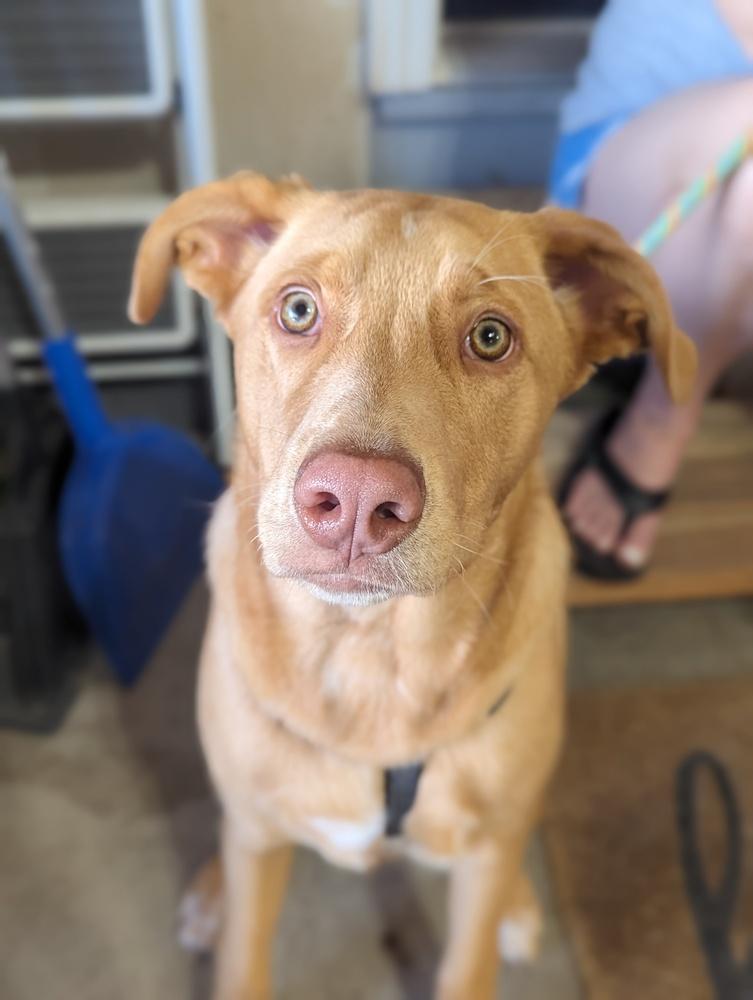 Enlarge Greg, a Adoptable mixed breed in Littleton, CO image 4/6