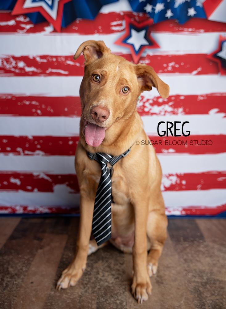 Enlarge Greg, a Adoptable mixed breed in Littleton, CO image 5/6