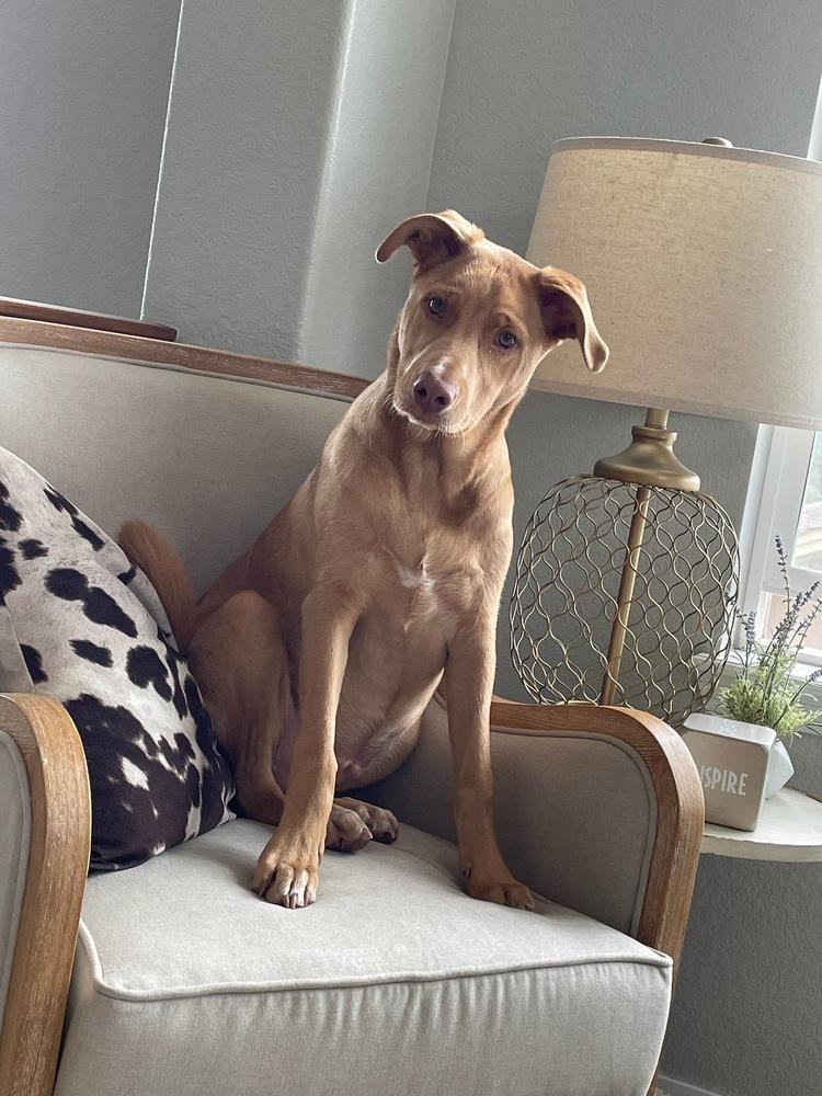 Enlarge Greg, a Adoptable mixed breed in Littleton, CO image 6/6