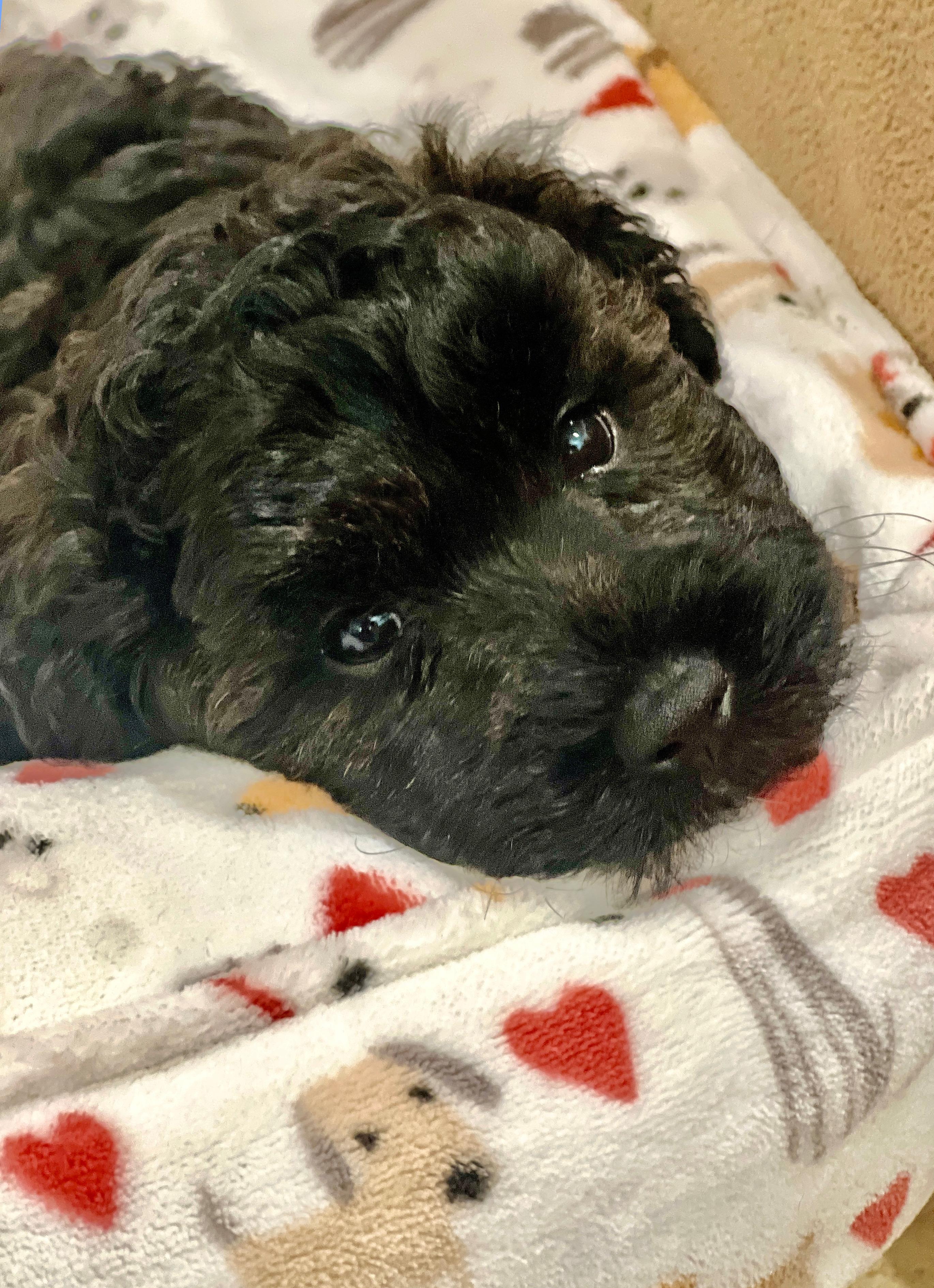 Enlarge Baby Theo, a Adopted Schnoodle in Lake Worth, FL image 3/5