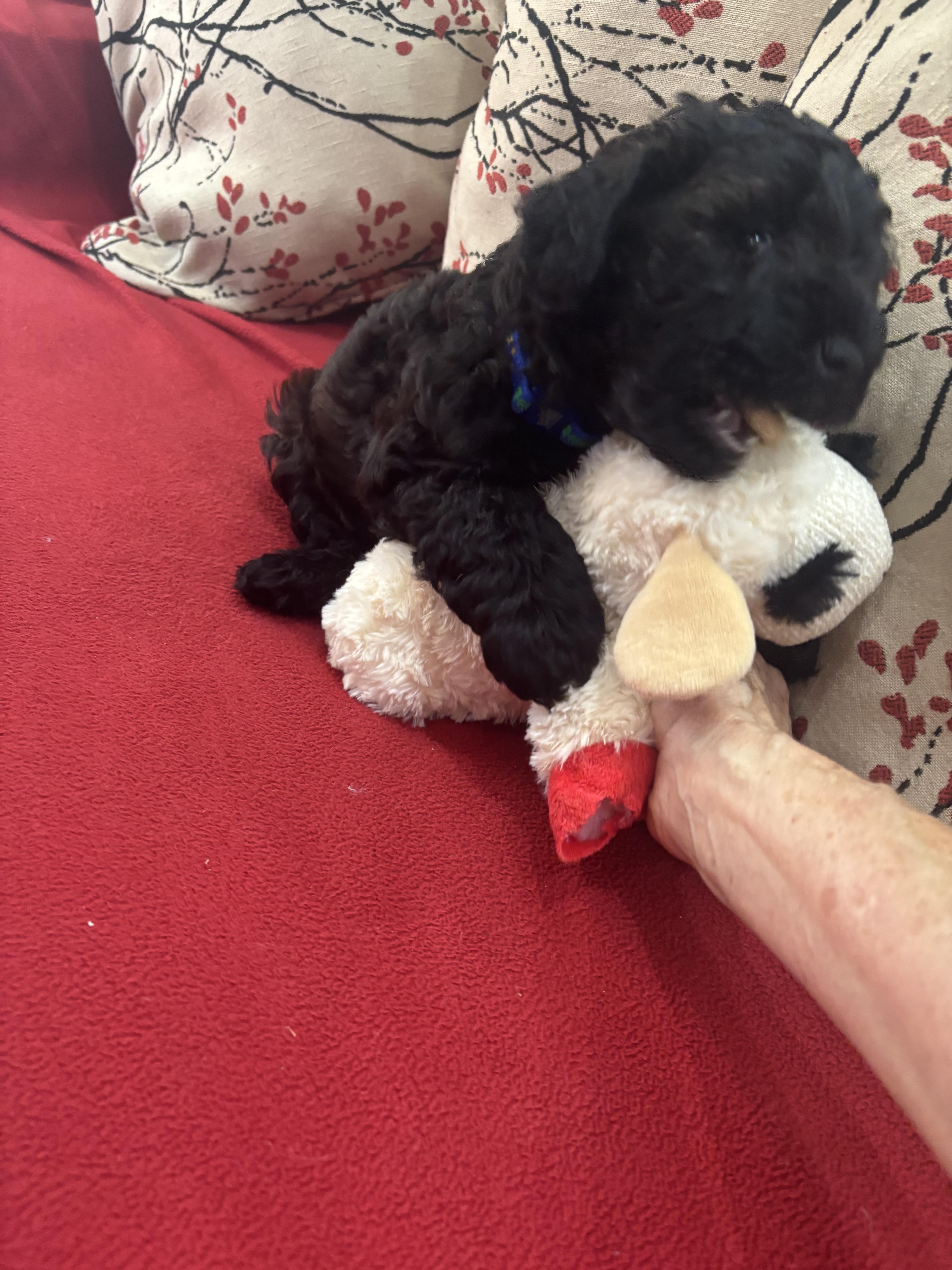 Enlarge Baby Theo, a Adopted Schnoodle in Lake Worth, FL image 4/5