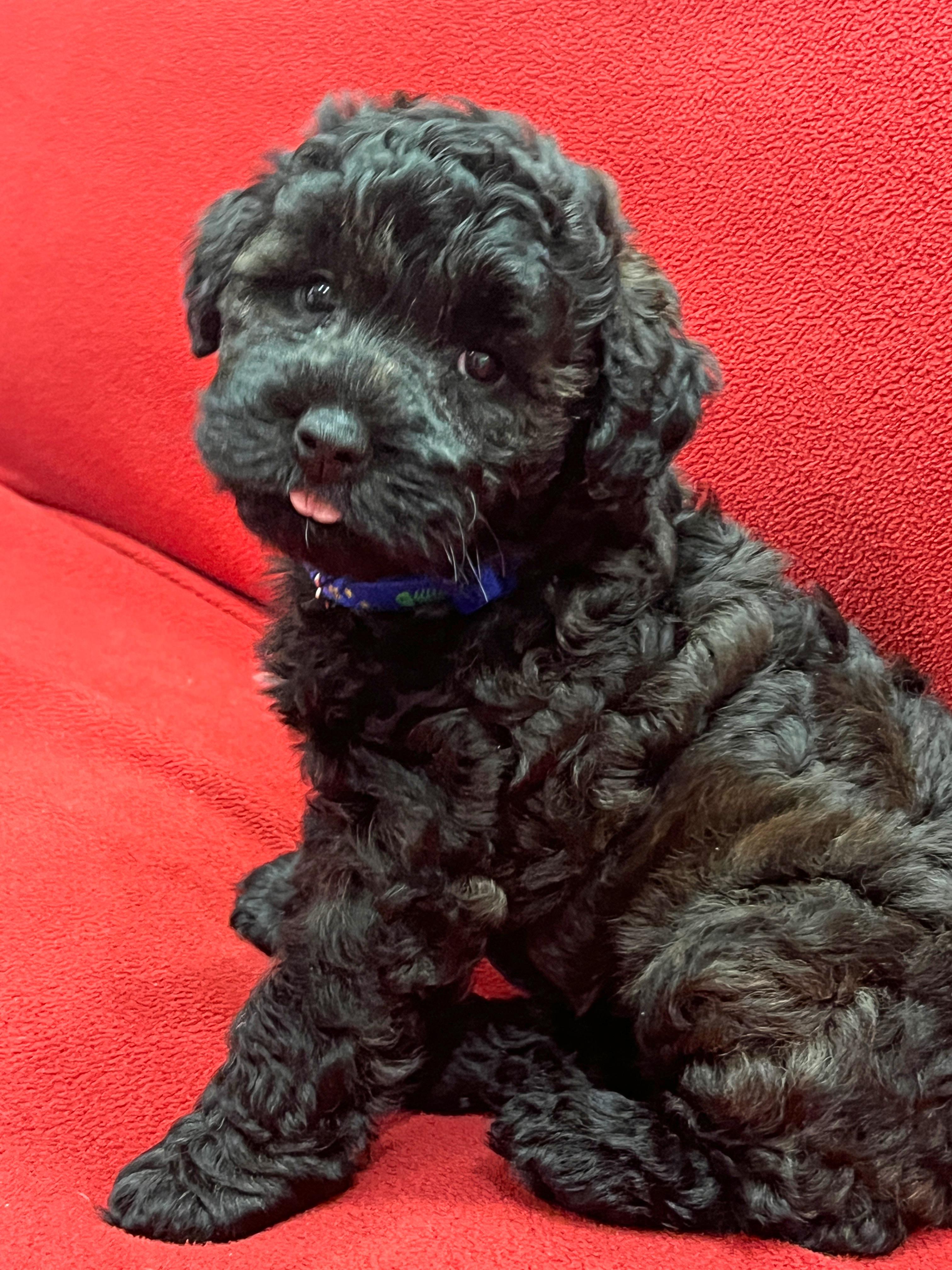 Enlarge Baby Theo, a Adopted Schnoodle in Lake Worth, FL image 1/5