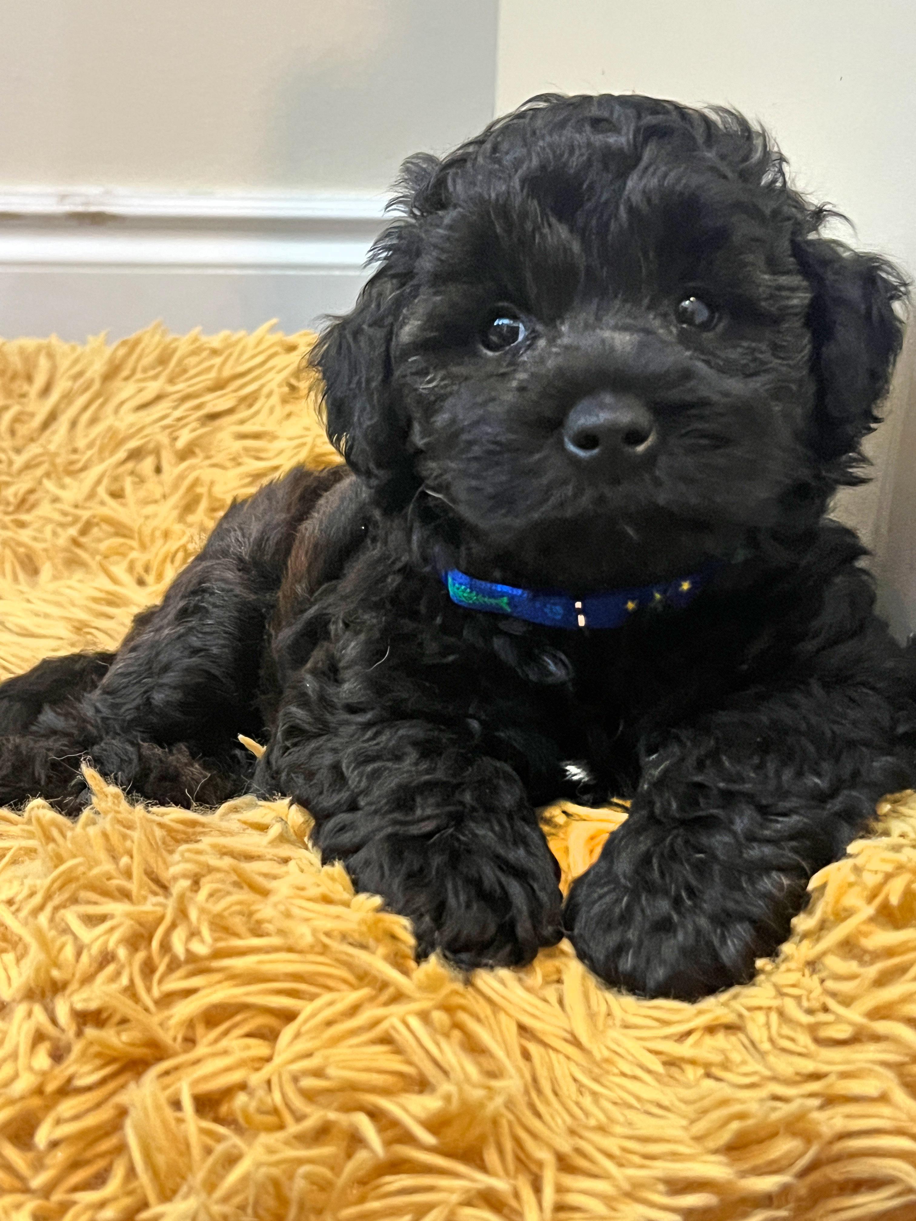 Enlarge Baby Theo, a Adopted Schnoodle in Lake Worth, FL image 2/5