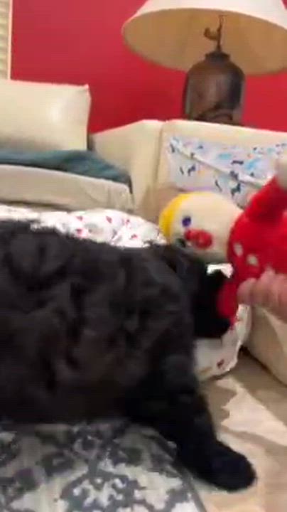 Enlarge Baby Theo, a Adopted Schnoodle in Lake Worth, FL video 5/5