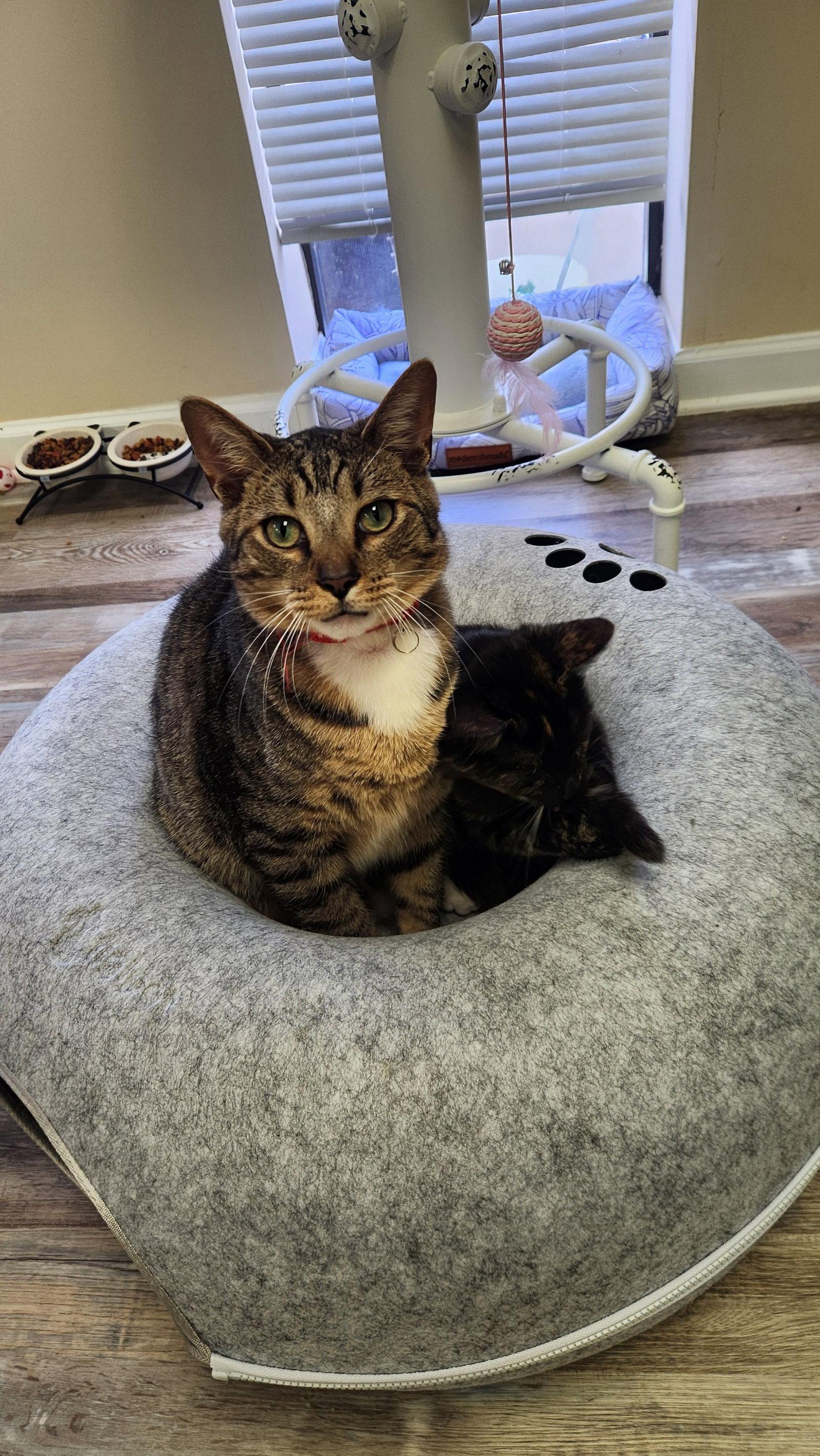 Piglet, Adoptable, Young Male American Shorthair.