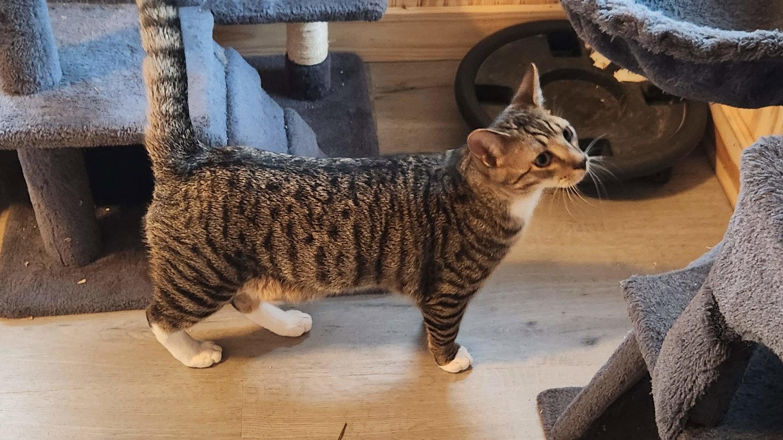 Enlarge Piglet, a Adoptable American Shorthair in Roanoke, AL image 2/2