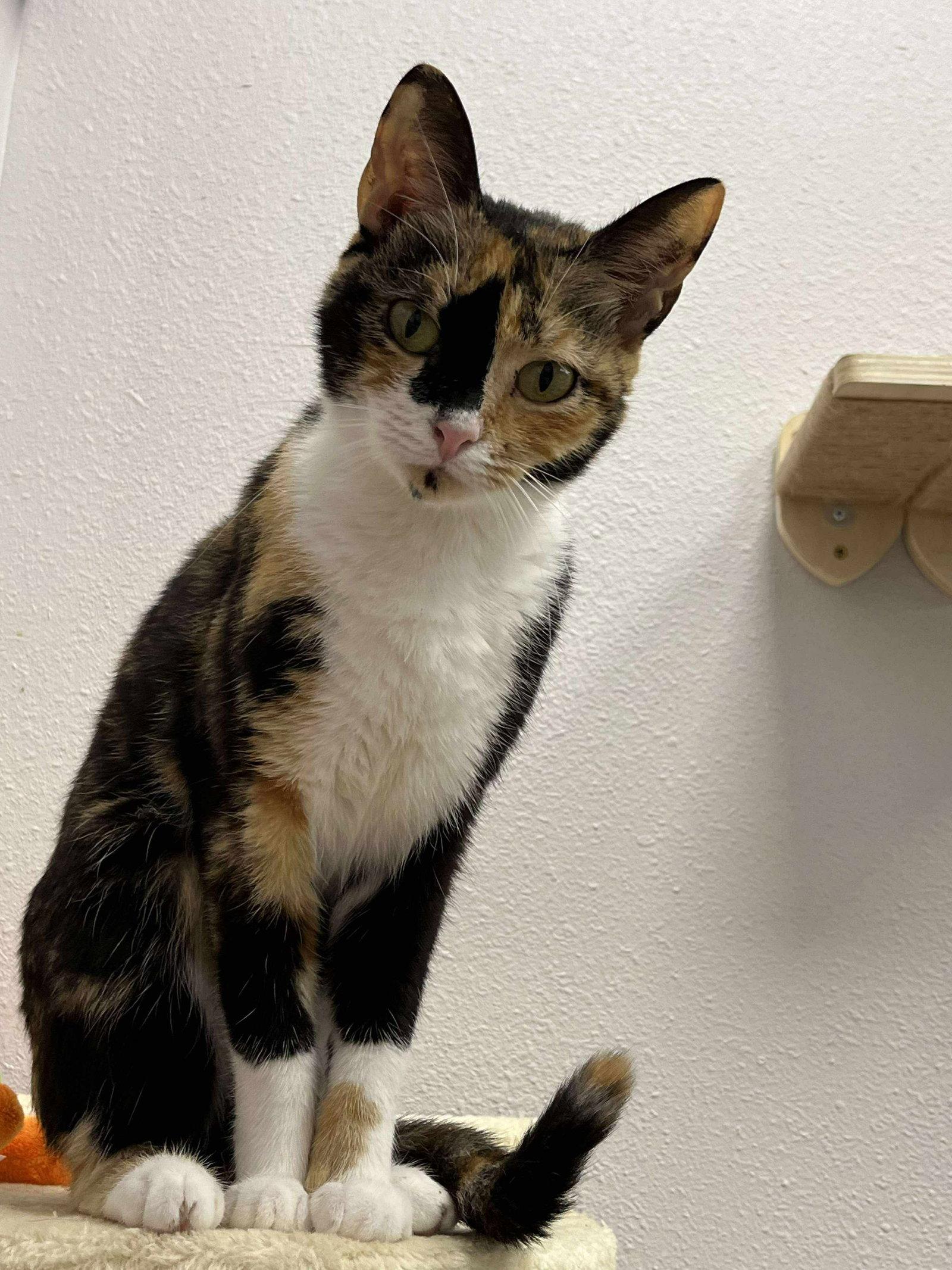 Purrlina, Adopted, Young Female Domestic Short Hair.