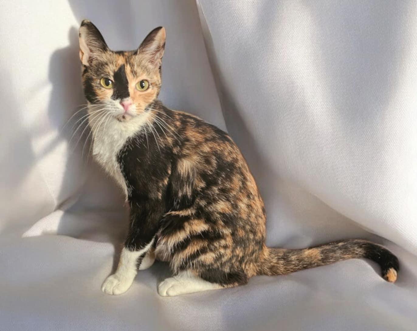 Enlarge Purrlina, a Adopted Domestic Short Hair in Camden, SC image 2/3