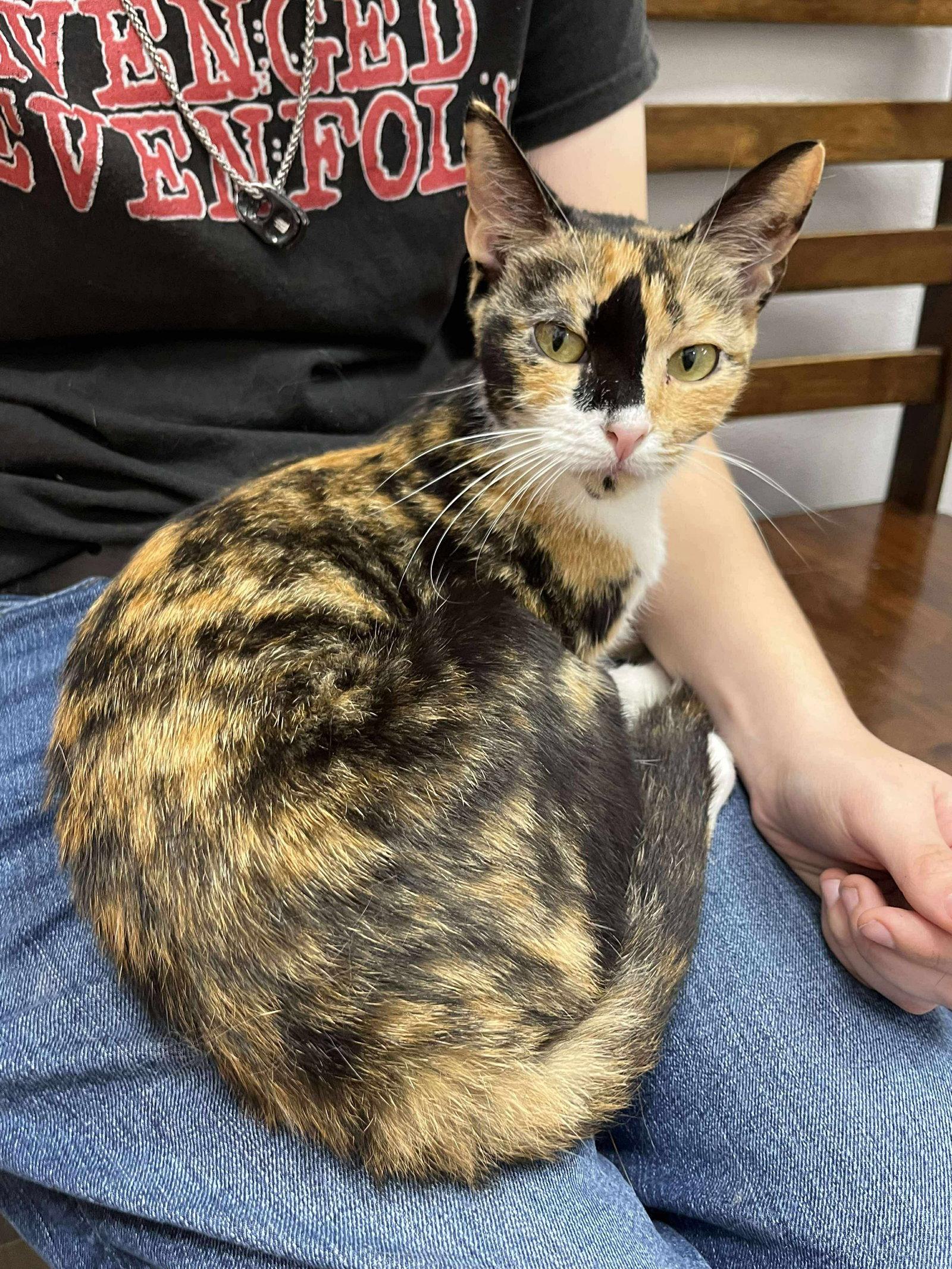 Enlarge Purrlina, a Adopted Domestic Short Hair in Camden, SC image 3/3