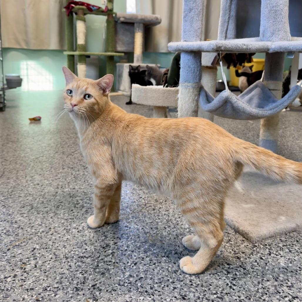 FC48 O'Malley, Adoptable, Adult Male Domestic Short Hair.