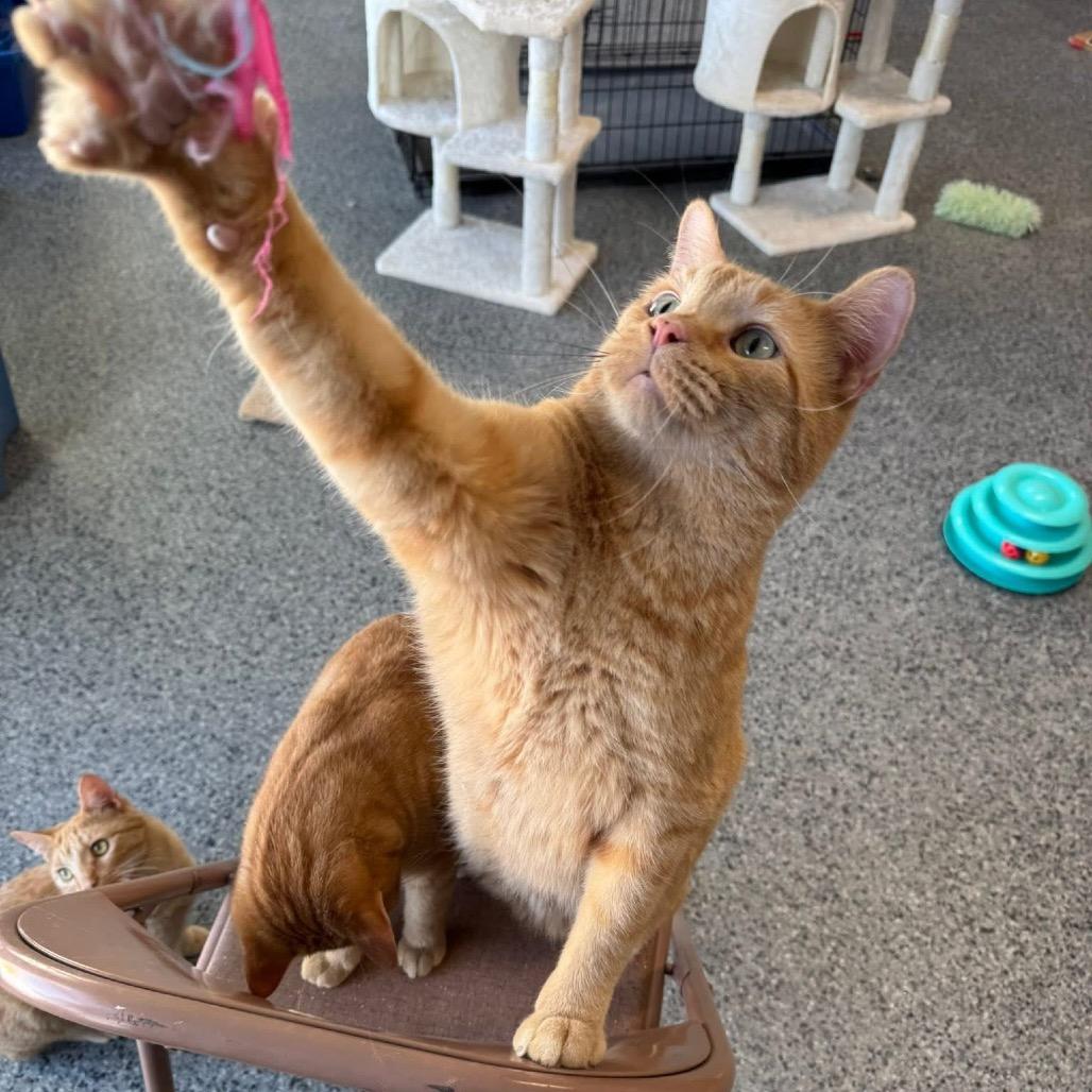 Enlarge FC48 O'Malley, a Adoptable Domestic Short Hair in Mondovi, WI image 1/4