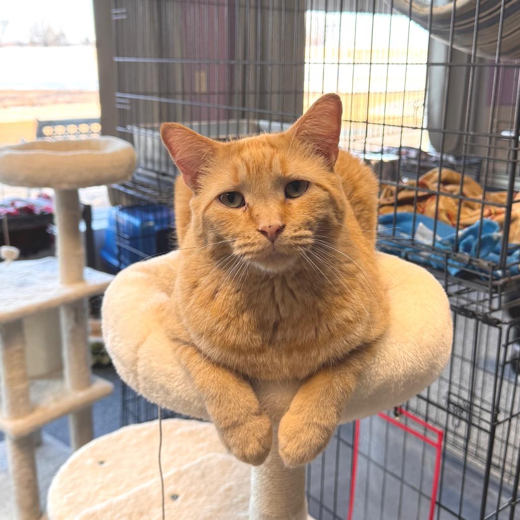 Enlarge FC48 O'Malley, a Adoptable Domestic Short Hair in Mondovi, WI image 2/4