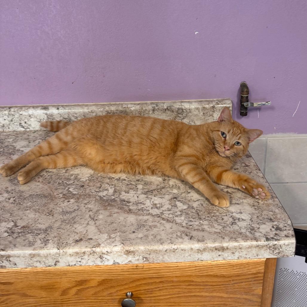 Enlarge FC48 O'Malley, a Adoptable Domestic Short Hair in Mondovi, WI image 3/4