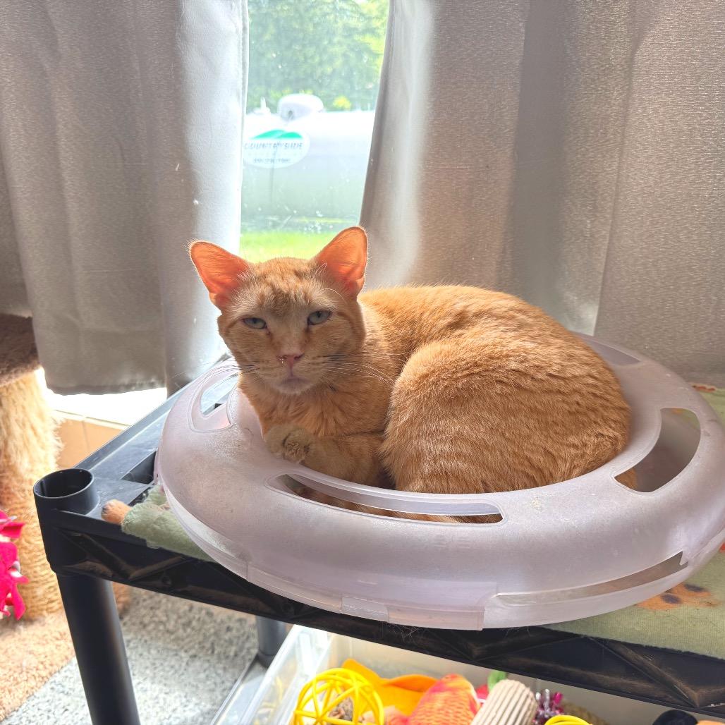 Enlarge FC48 O'Malley, a Adoptable Domestic Short Hair in Mondovi, WI image 2/3