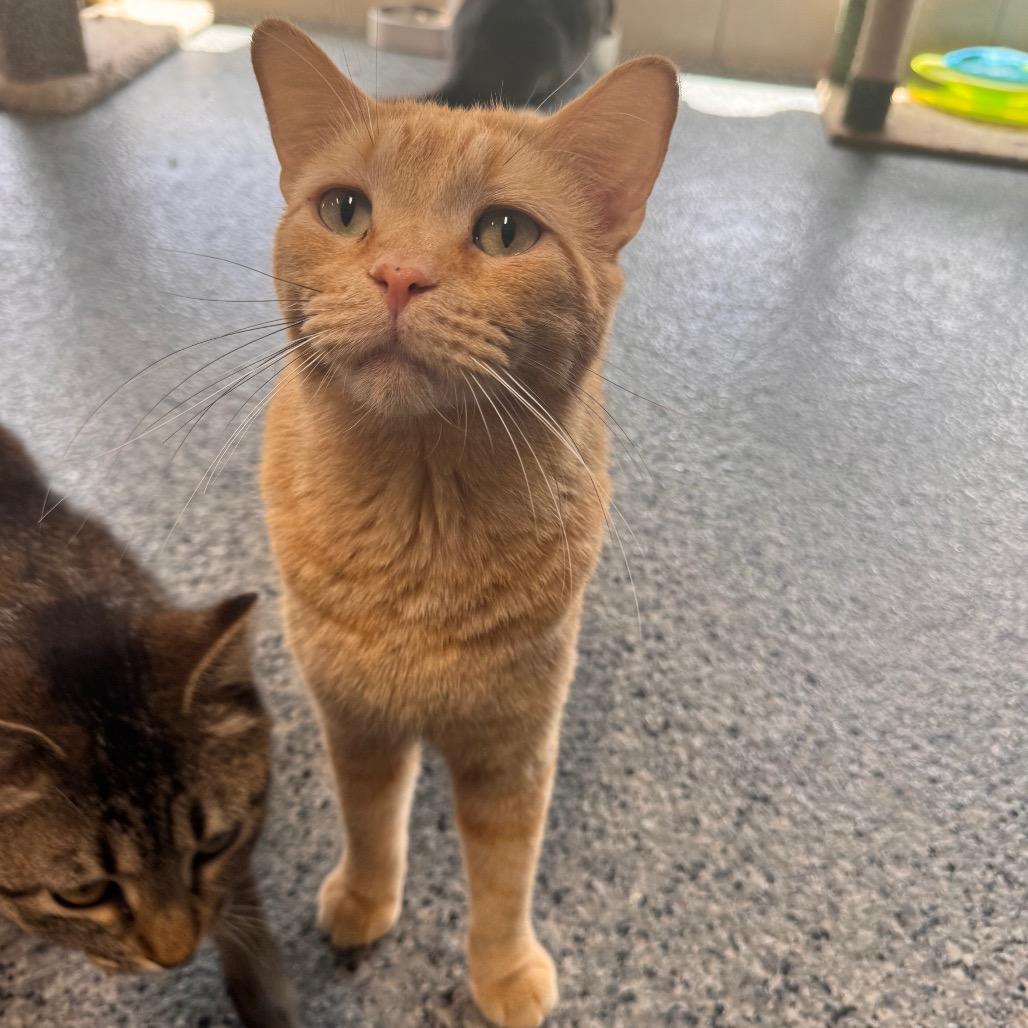 Enlarge FC48 O'Malley, a Adoptable Domestic Short Hair in Mondovi, WI image 3/3