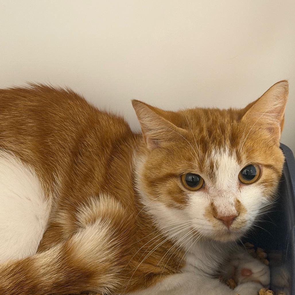 Pan, Adoptable, Adult Male Domestic Short Hair.