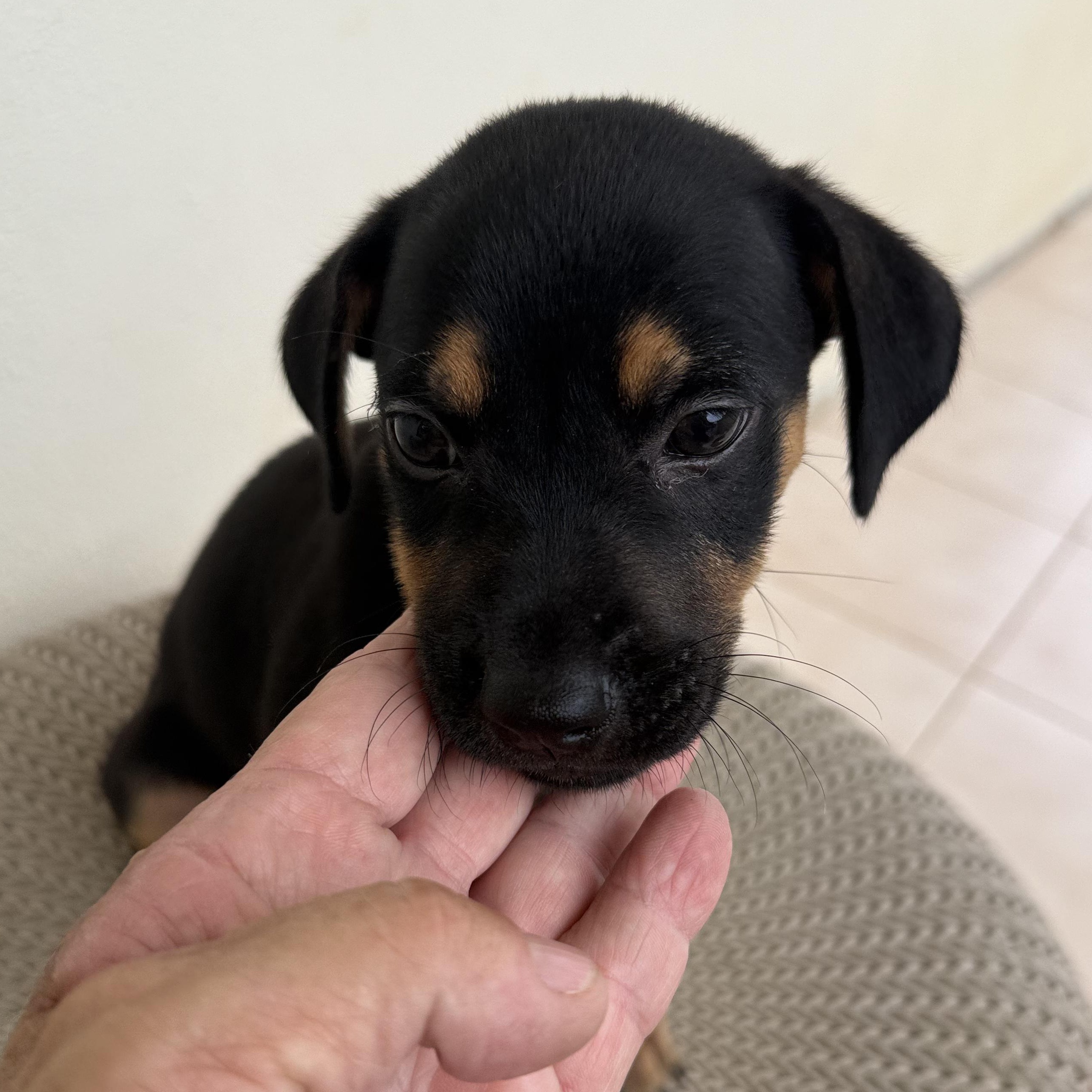 Basil, adopted, Puppy Male Miniature Pinscher & Chihuahua.