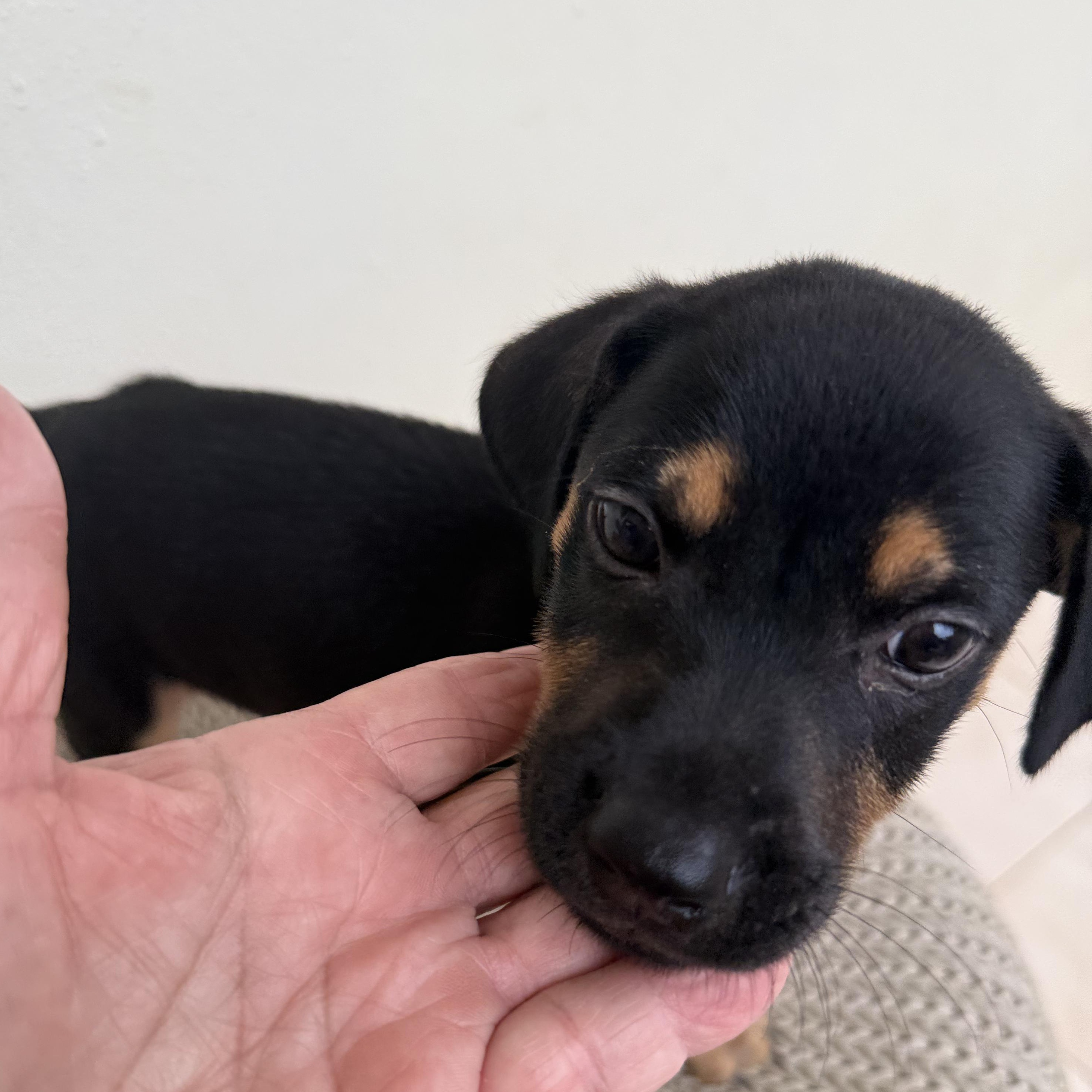 Basil, an adopted mixed breed in Portland, ME image 2/2