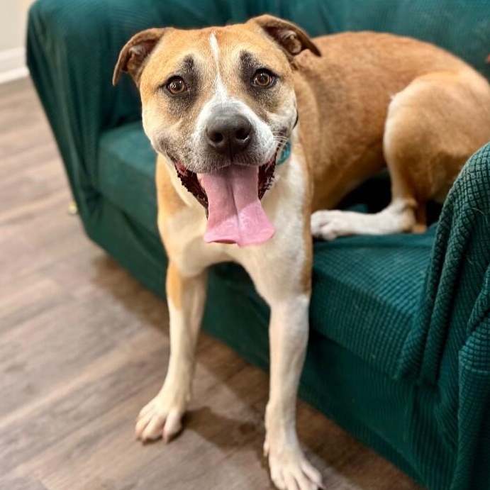 Chanel Belle your built in bestie with bonus wiggles — thumbnail 5