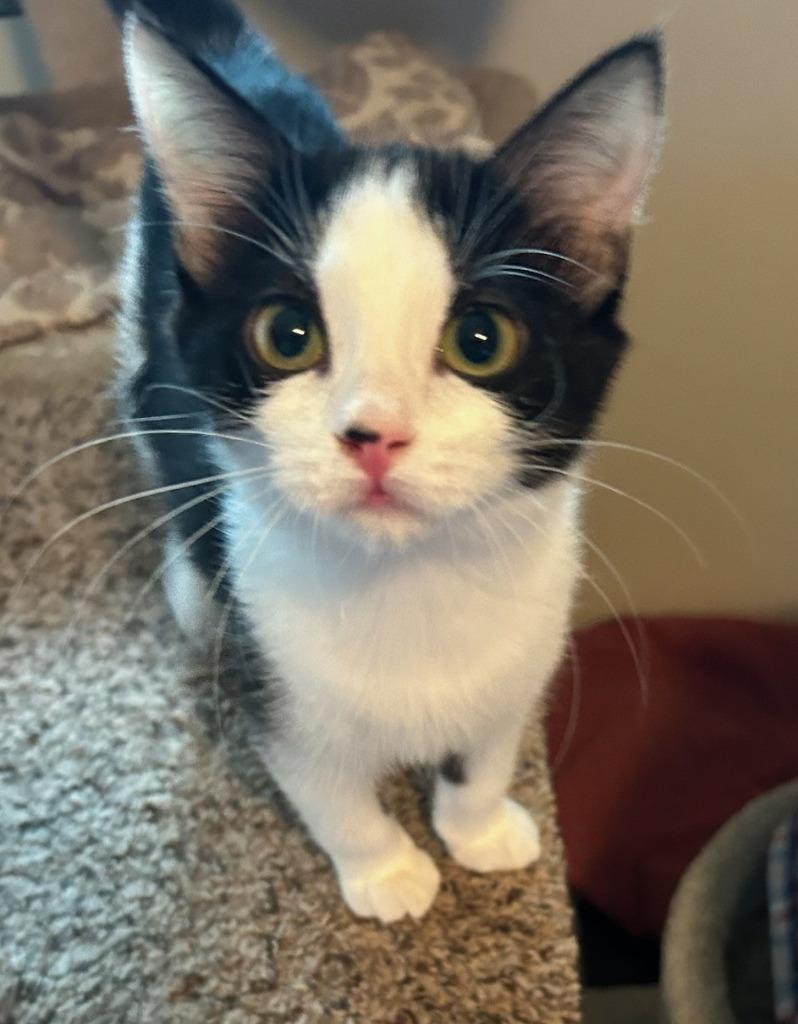 Shelby, Adoptable, Young Female Domestic Short Hair.