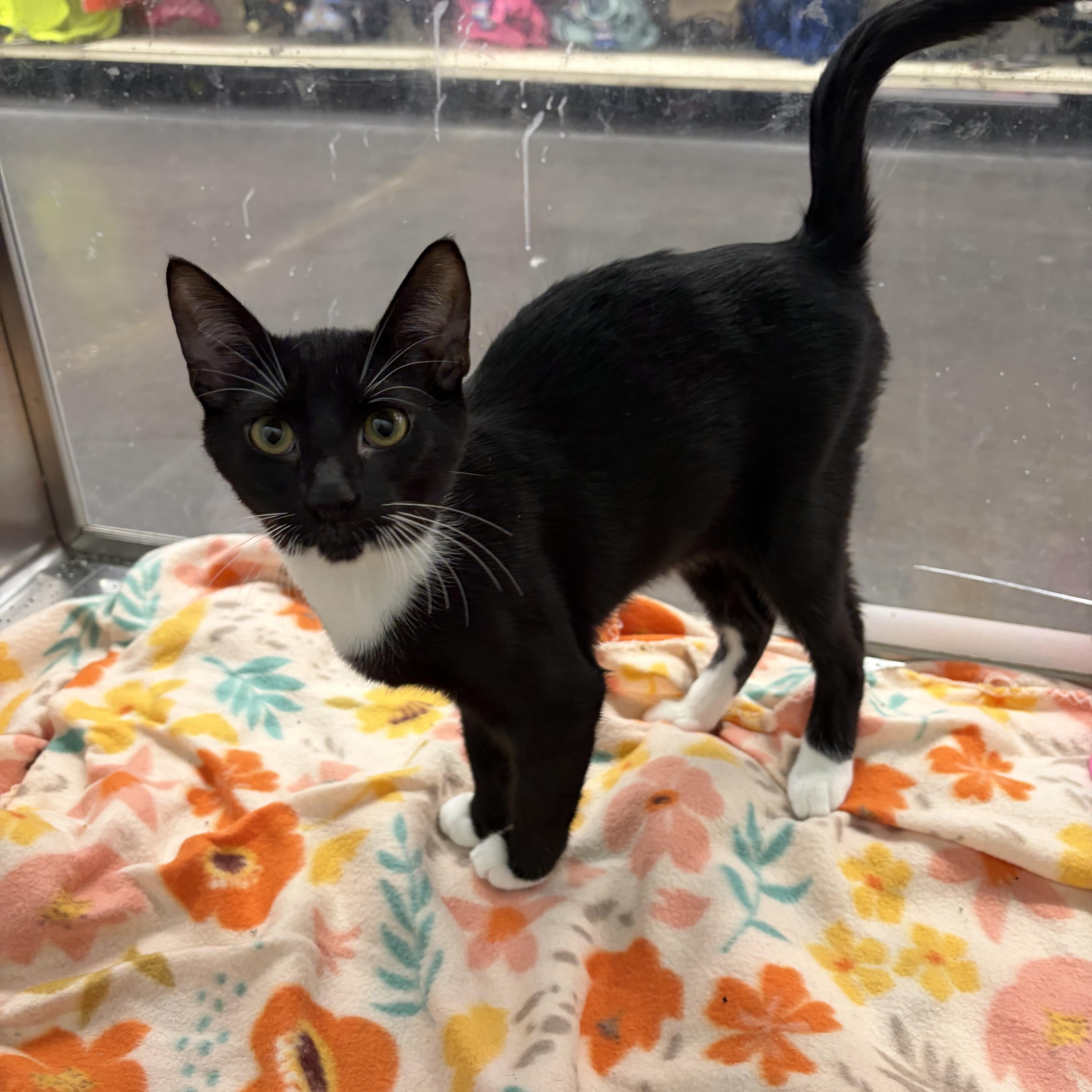 Enlarge Sparkey, a Adoptable Domestic Short Hair in El Reno, OK image 1/1