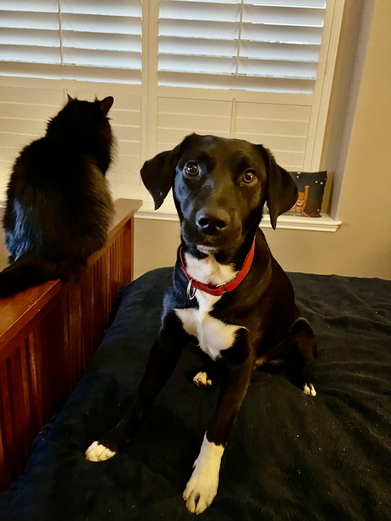 Collins, a Adoptable mixed breed in Austin, TX image 3/4