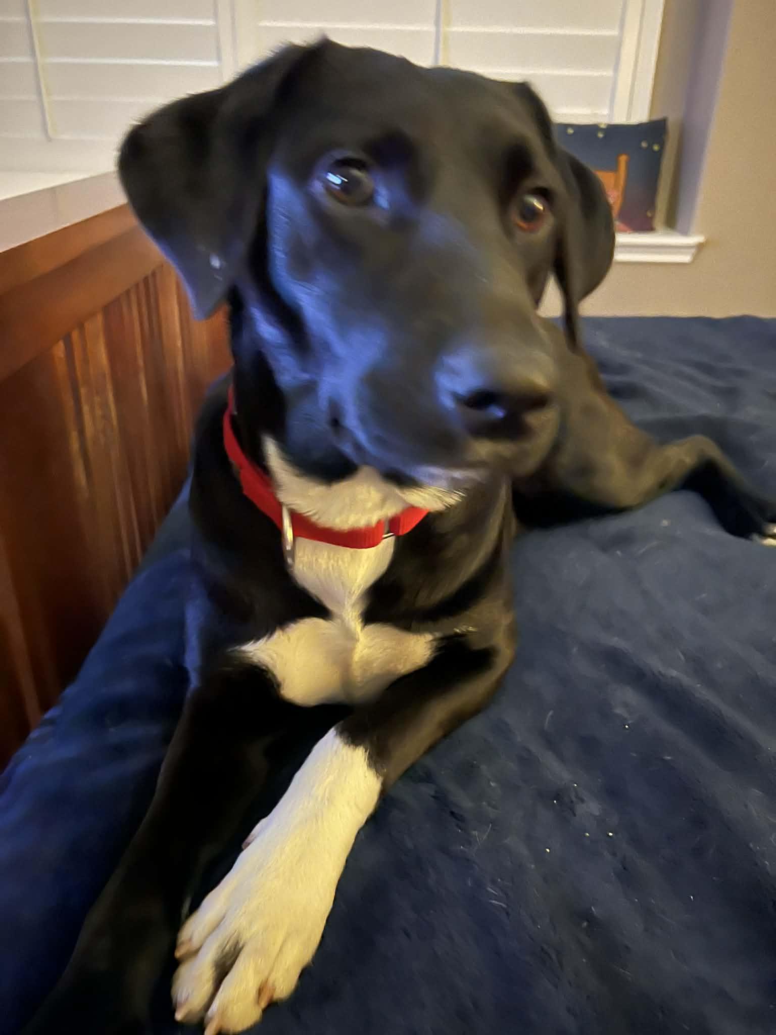 Collins, a Adoptable mixed breed in Austin, TX image 2/4