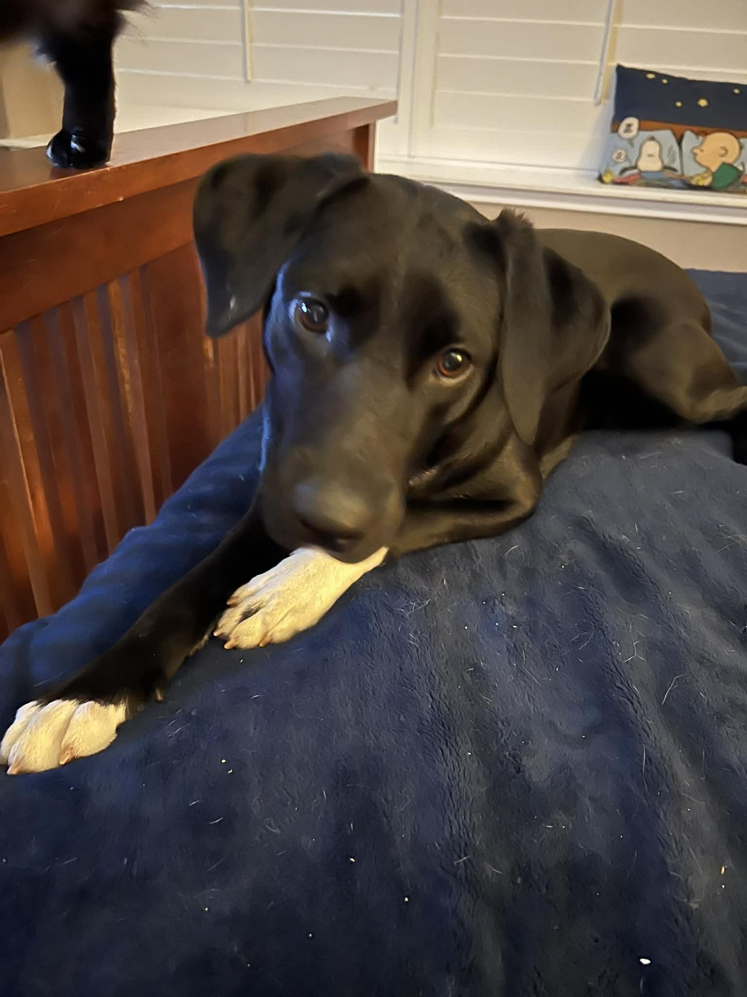 Collins, a Adoptable mixed breed in Austin, TX image 4/4