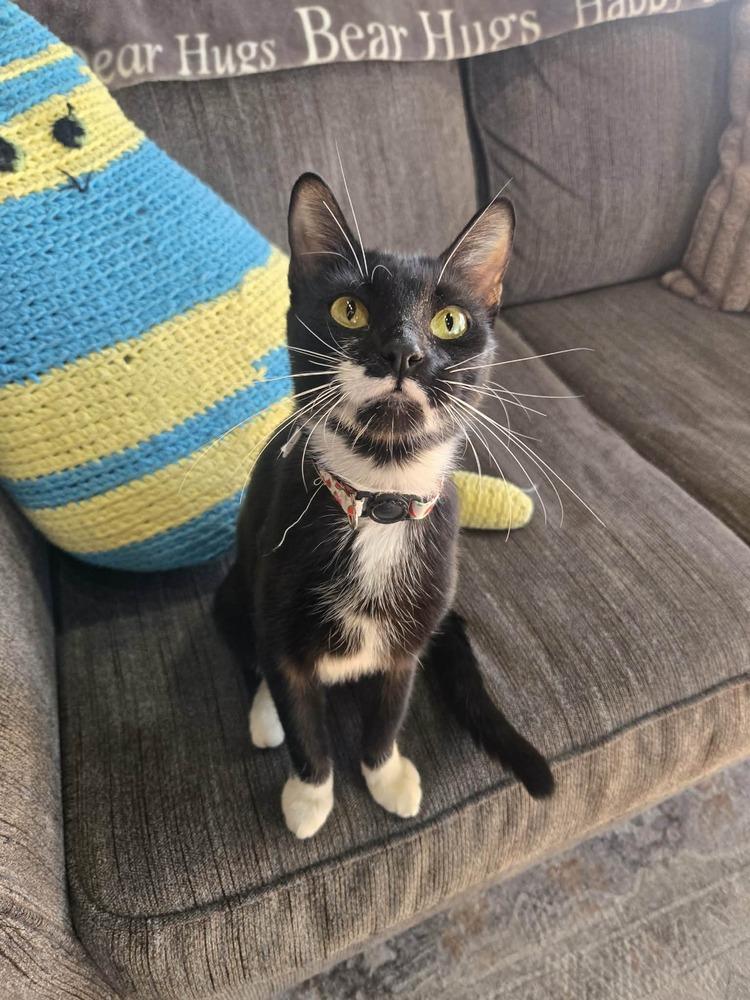 Raven 4, Adoptable, Young Female Domestic Short Hair.