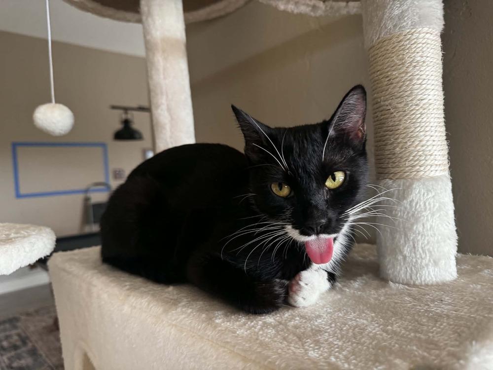 Enlarge Raven 4, a Adoptable mixed breed in tucson, AZ image 2/4