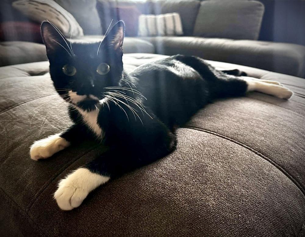 Raven 4 — thumbnail 2