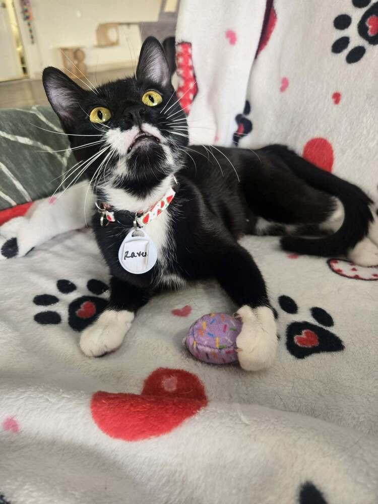 Raven 4 — thumbnail 3