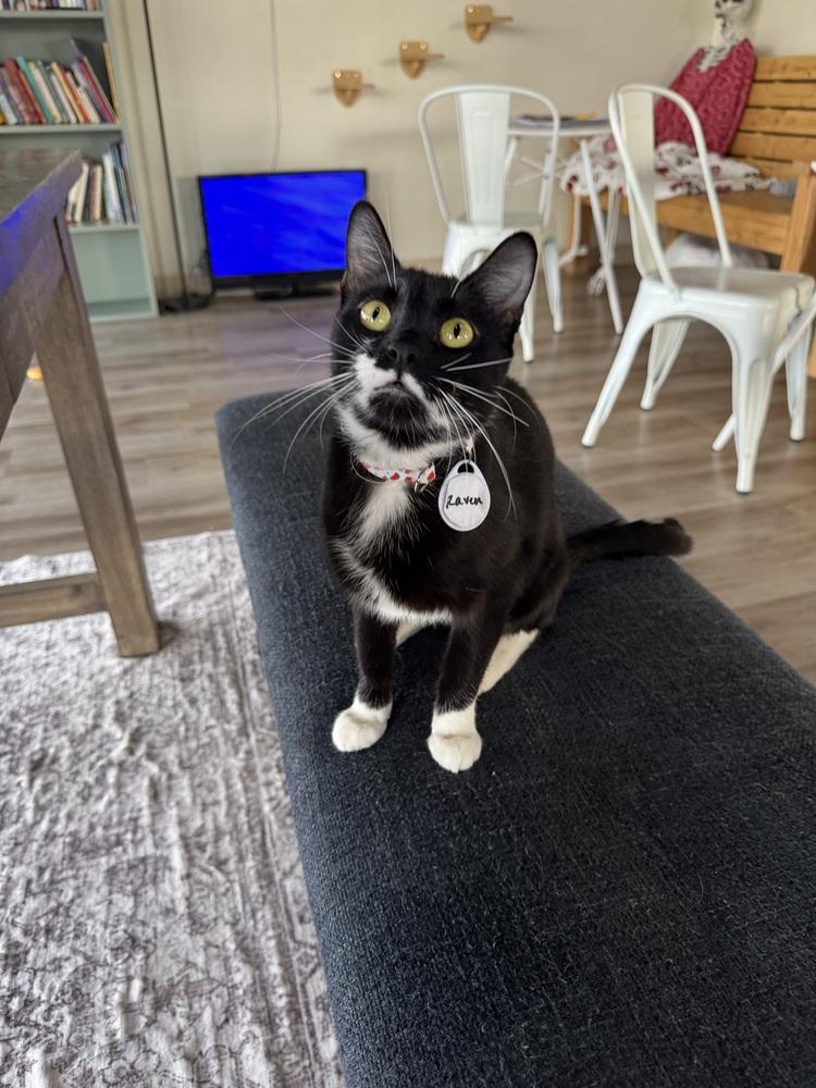 Raven 4 — thumbnail 4