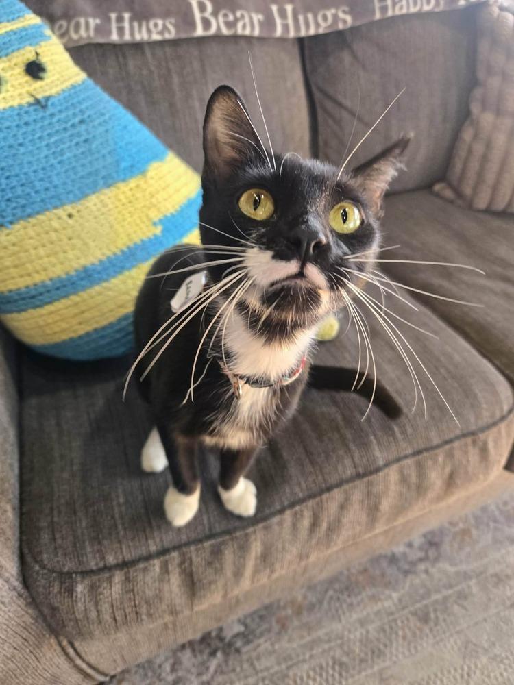 Enlarge Raven 4, a Adoptable mixed breed in tucson, AZ image 4/4