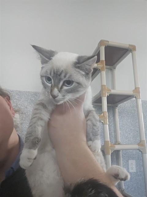 Enlarge STERLING, a Adoptable Domestic Short Hair in Paradise, CA image 1/1