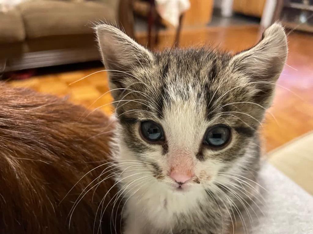 Enlarge Diva, a Adoptable mixed breed in Johnson City, TN image 1/6