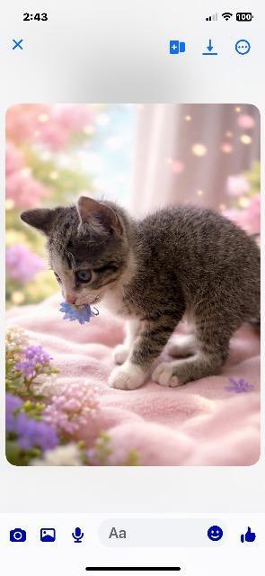 Enlarge Diva, a Adoptable mixed breed in Johnson City, TN image 3/6