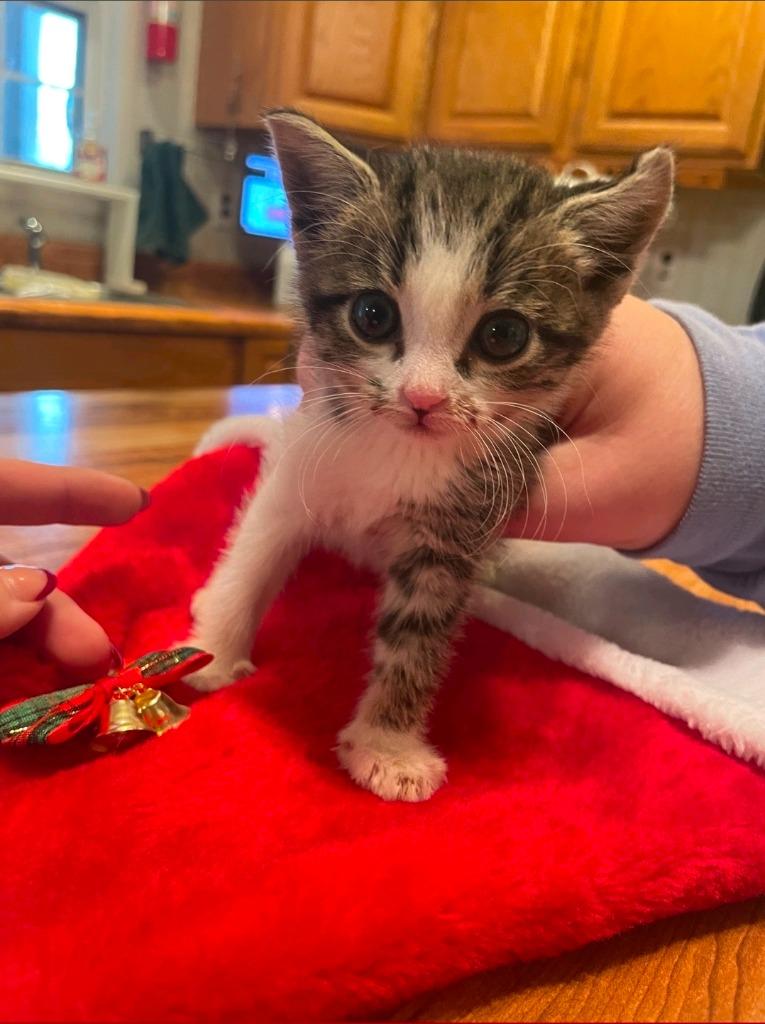 Enlarge Diva, a Adoptable mixed breed in Johnson City, TN image 4/6