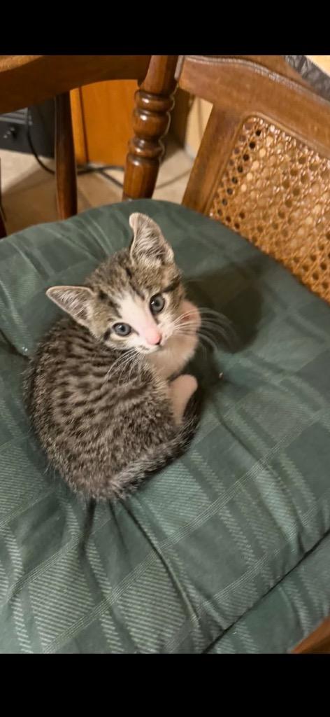 Enlarge Diva, a Adoptable mixed breed in Johnson City, TN image 5/6