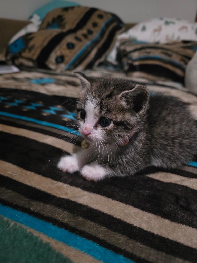 Enlarge Diva, a Adoptable mixed breed in Johnson City, TN image 6/6