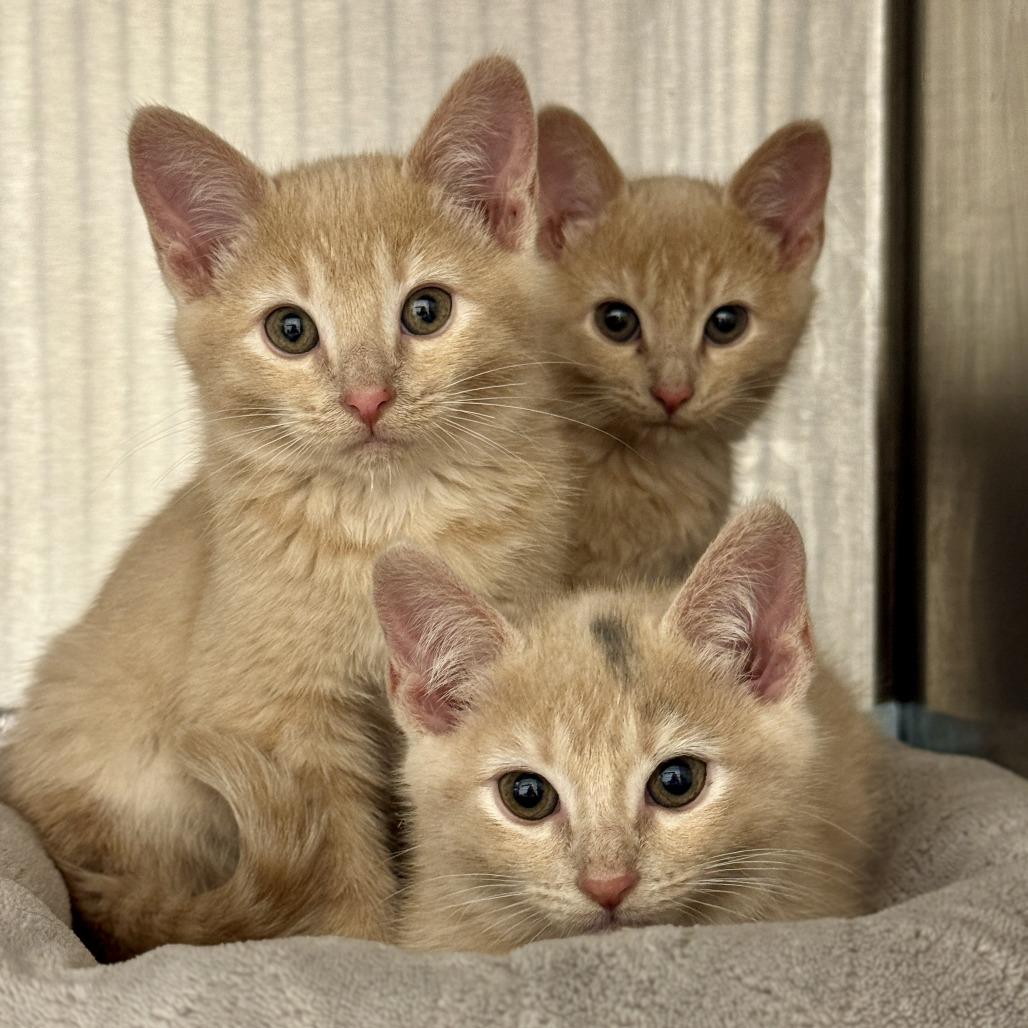 Enlarge Amber, a Adoptable Domestic Short Hair in Bentonville, AR image 1/2