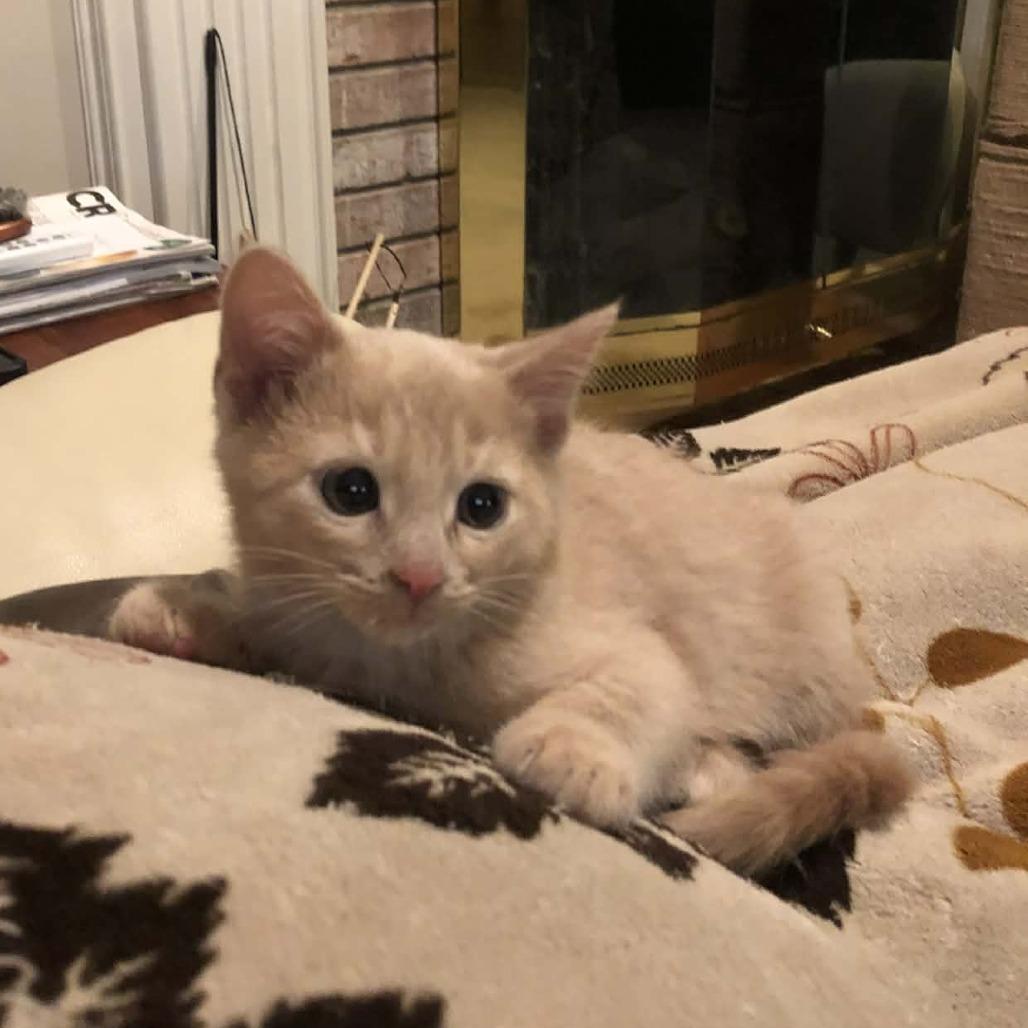 Enlarge Amber, a Adoptable Domestic Short Hair in Bentonville, AR image 2/2