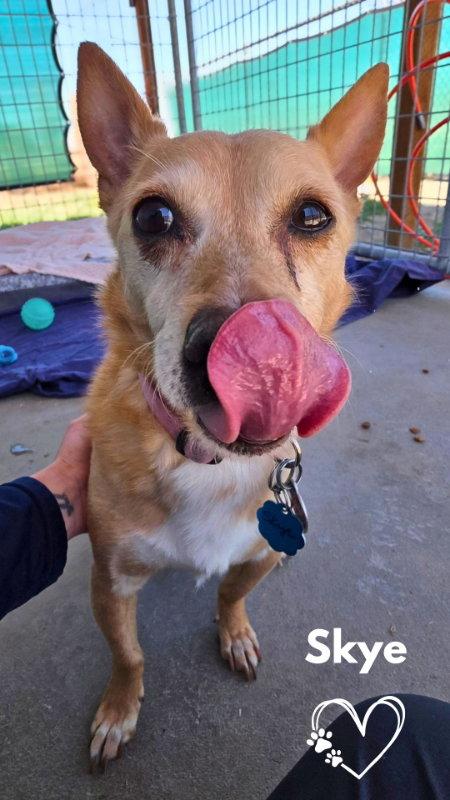 Enlarge Skye, a Adopted Portuguese Podengo in Monte Vista, CO image 1/2